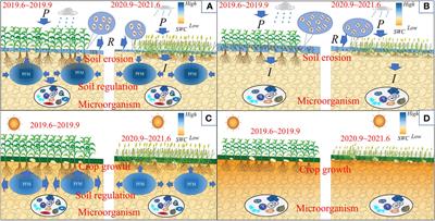 Porous fiber materials can alleviate the risk of farmland drought and flooding disasters and prompt crop growth